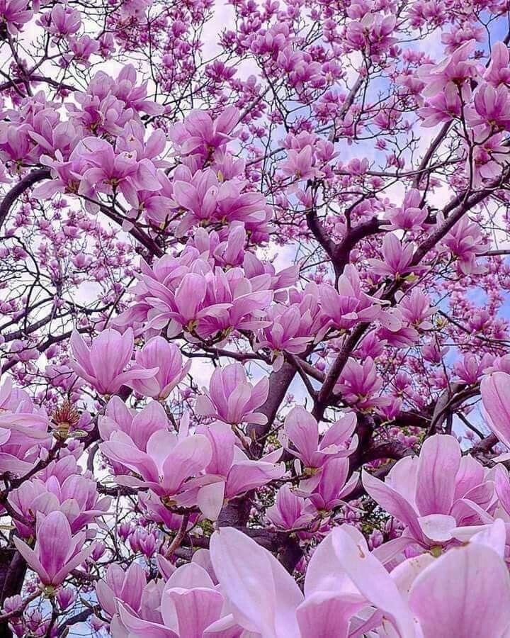 Whispers of Dawn Floral Embrace